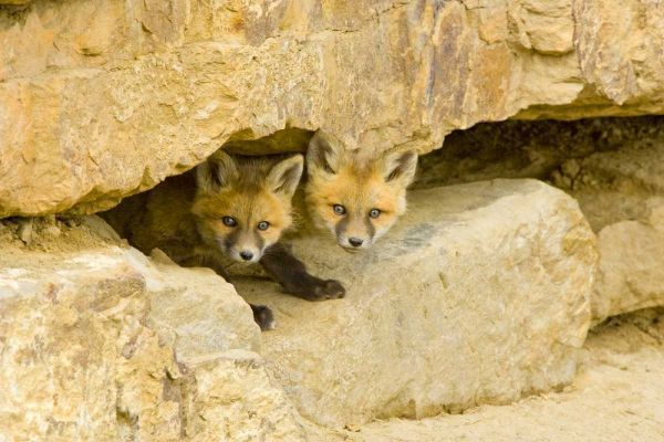 CO, Breckenridge Curious red fox kits